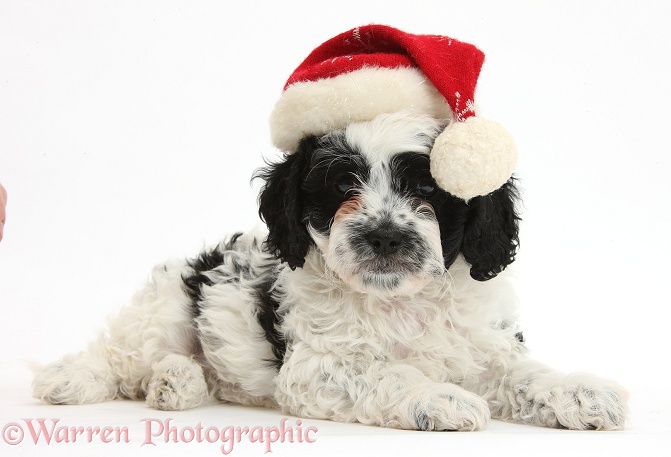 Cute black-and-white Cavapoo puppy, 6 weeks old, wearing a Father Christmas hat, white background