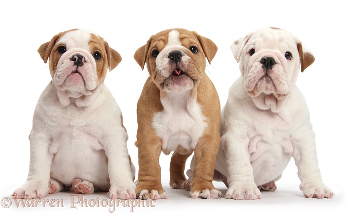 Three bulldog puppies, white background