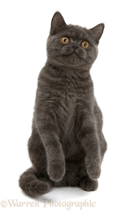 Grey kitten with raised paws, white background