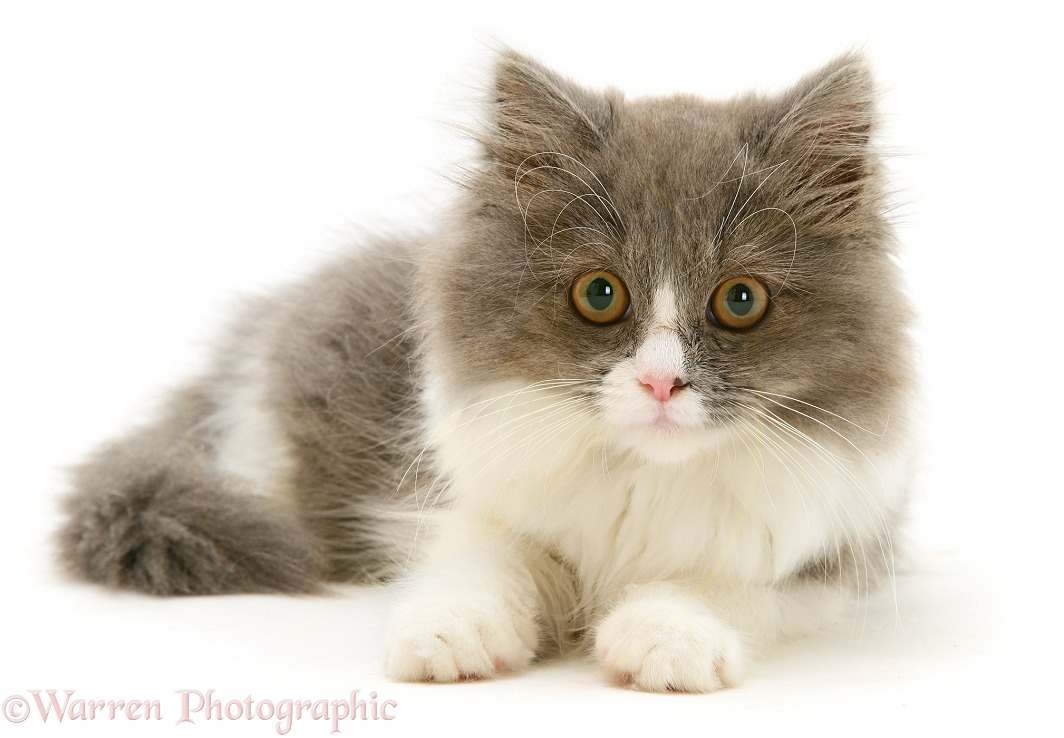 Grey-and-white kitten lying with head up, white background