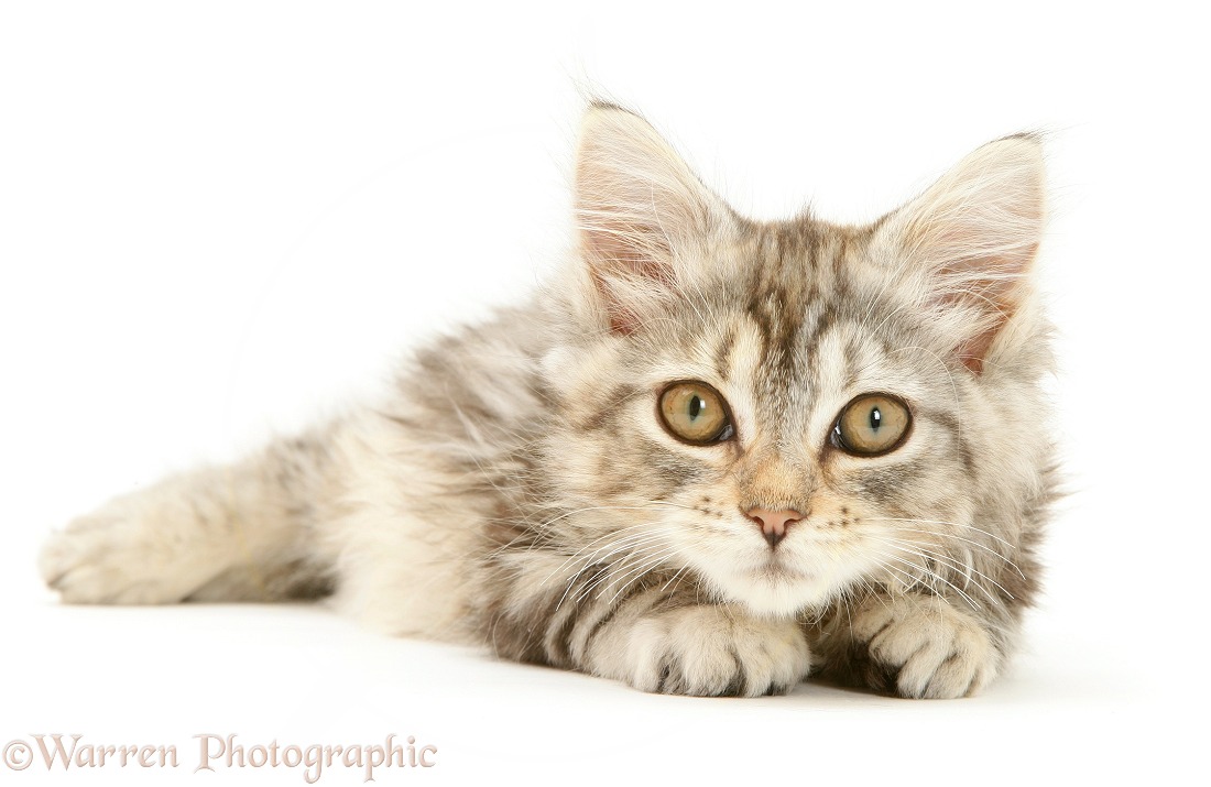 Tabby Maine Coon kitten lying, white background