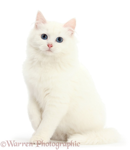 White Maine Coon-cross kitten sitting, white background