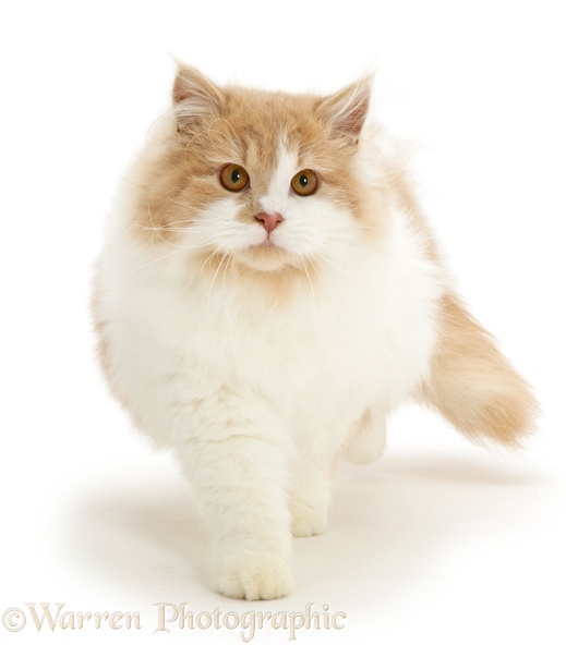 Ginger-and-white cat walking, white background