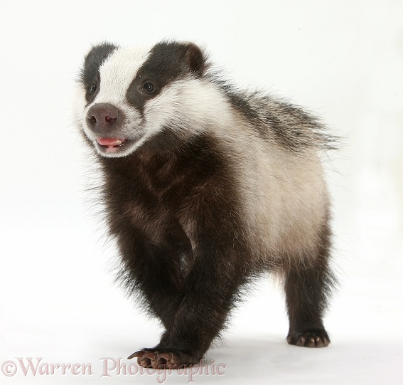 Young Badger (Meles meles) running excitedly, white background