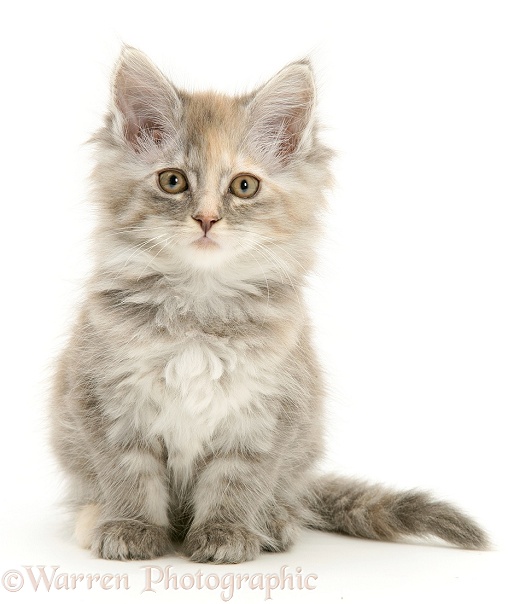 Tabby Maine Coon kitten sitting, white background