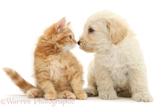 Woodle (West Highland White Terrier x Poodle) pup and ginger Maine Coon kitten, nose-to-nose, looking lovingly at each other, white background