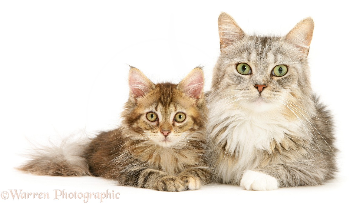 Maine Coon mother cat, Bambi, and her orange tabby kitten, white background