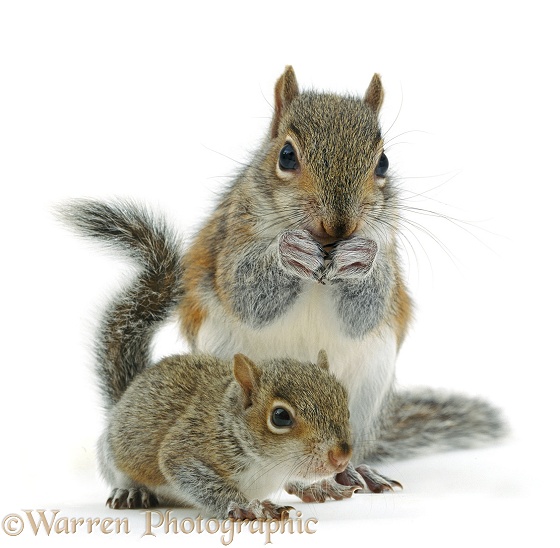 Grey Squirrel (Sciurus carolinensis) and baby, white background