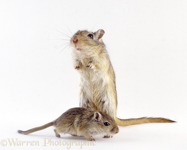 Agouti Mongolian Gerbil (Meriones unguiculatus) mother with baby, white background