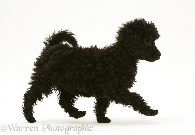 Black Miniature Poodle, trotting across, white background