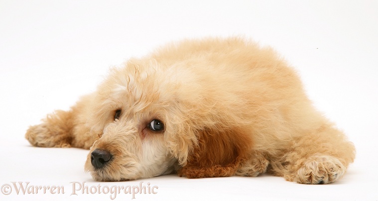 Apricot Miniature Poodle, lying with chin on the floor, white background