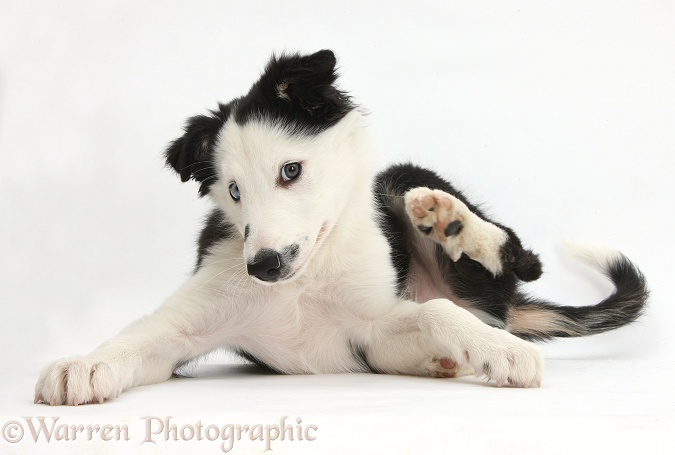 Black-and-white Border Collie puppy scratching, white background
