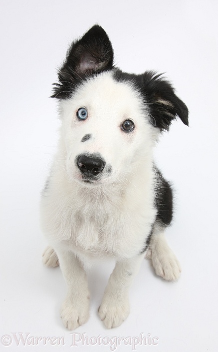 Black-and-white Border Collie puppy, sitting and looking up, white background