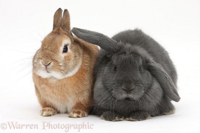 Sandy Netherland dwarf-cross rabbit, Peter, with blue-grey floppy eared rabbit, white background
