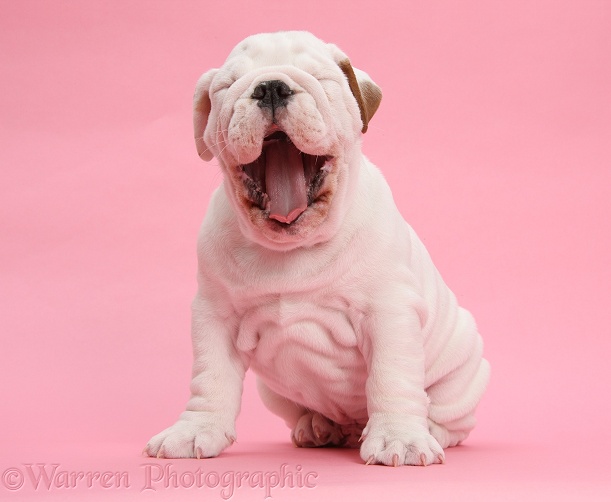 Mostly white Bulldog puppy, sitting and yawning on pink background