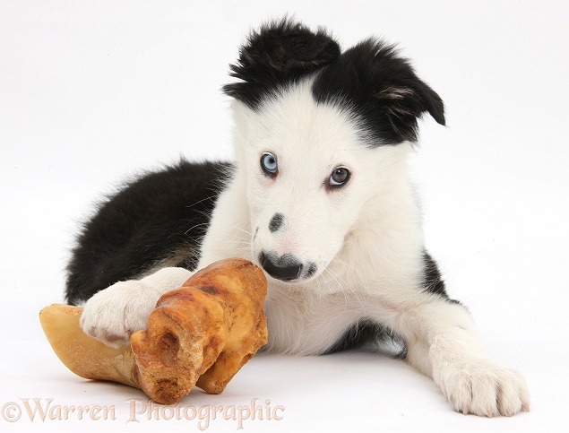 Black-and-white Border Collie puppy, with paw on a bone, white background