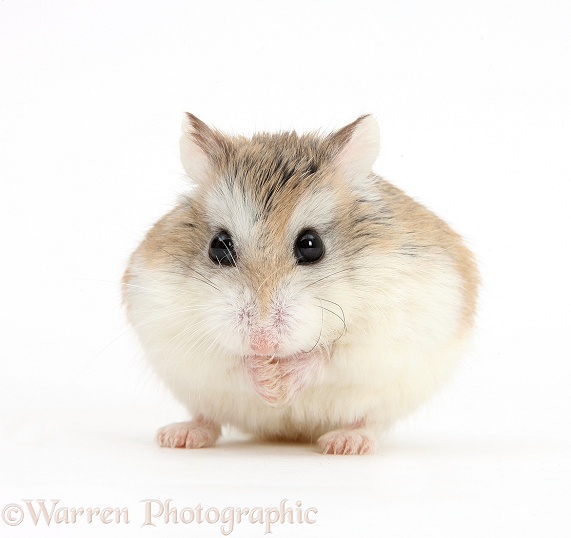 Roborovski Hamster (Phodopus roborovskii) pretending to be a tennis ball with ears, white background