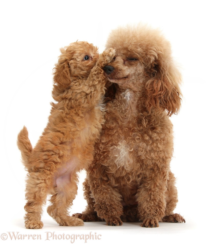 Red Toy Poodle puppy, 8 weeks old, reaching up to give his mother a kiss, white background