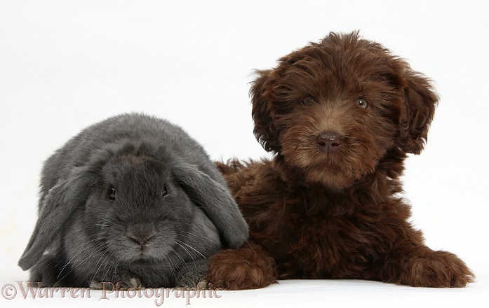 Chocolate Labradoodle puppy, 9 weeks old, with blue Lop rabbit, white background