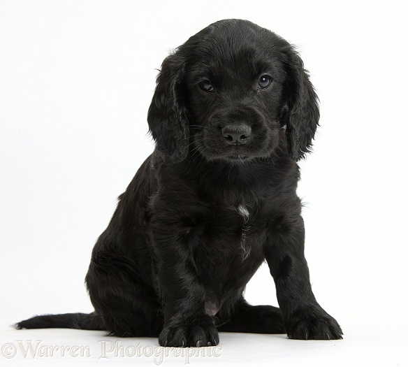 Black Cocker Spaniel puppy sitting, white background