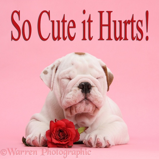 Sleepy mostly white Bulldog puppy, with red rose on pink background