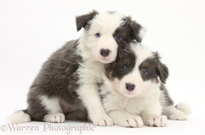Two blue-and-white Border Collie pups, white background