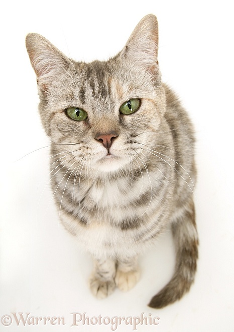 Tabby cat, Cynthia, sitting and looking up, white background