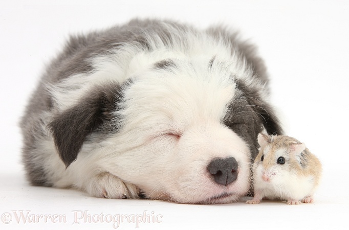 Cute sleeping Border Collie puppy with Roborovski Hamster (Phodopus roborovskii), white background