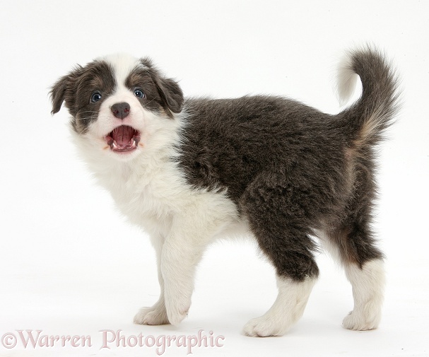 Blue-and-white Border Collie pup, barking, white background