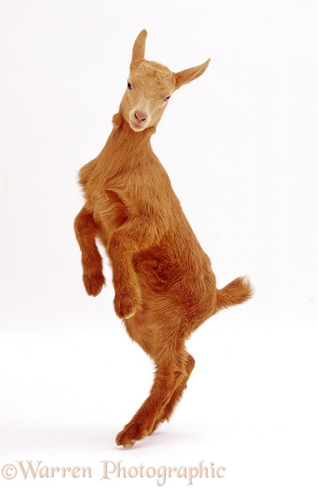 Goat kid standing up on hind legs, white background
