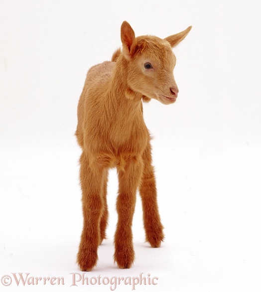 Goat kid standing, white background