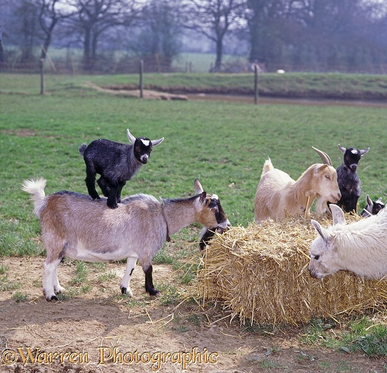 Pygmy goat kid, 4 weeks old, balancing on his mother's back while she eats straw