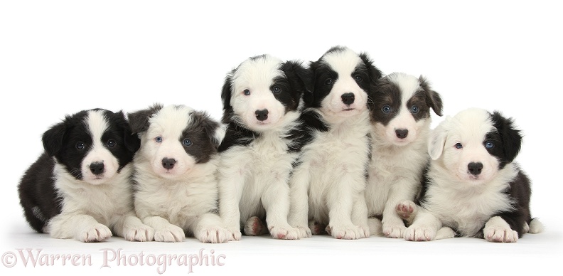 Six Border Collie pups, 4 black-and-white and 2 blue-and-white, white background