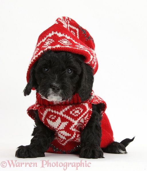 Cute black Cavapoo puppy, 6 weeks old, wearing hand knitted Christmas hat and jersey, white background