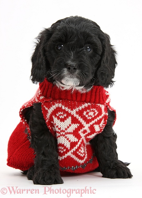 Cute black Cavapoo puppy, 6 weeks old, wearing hand knitted Christmas jersey, white background
