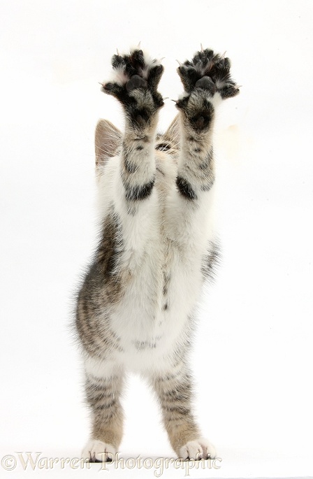 Tabby-and-white kitten reaching up with outstretched paws, white background