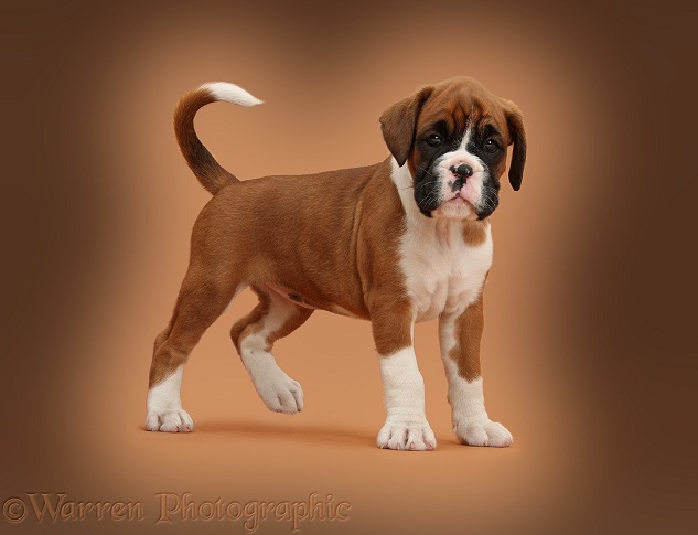 Boxer puppy, 7 weeks old, standing on brown background
