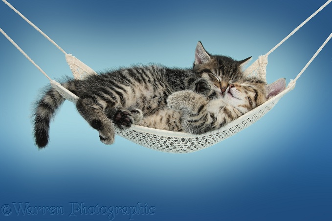 Two cute tabby kittens, Stanley and Fosset, 7 weeks old, sleeping in a hammock