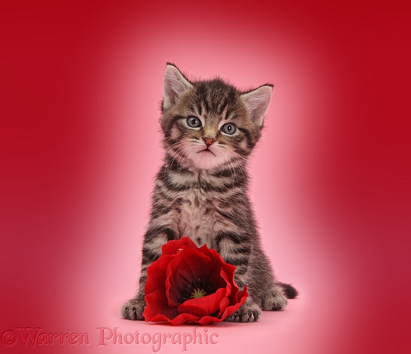Cute tabby kitten, Fosset, 5 weeks old, with a red poppy flower on pink background
