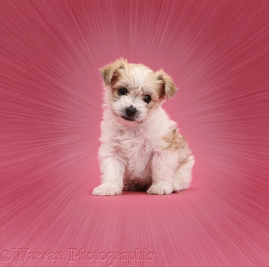 Bichon Frise x Yorkshire Terrier pup, 6 weeks old, sitting on pink background