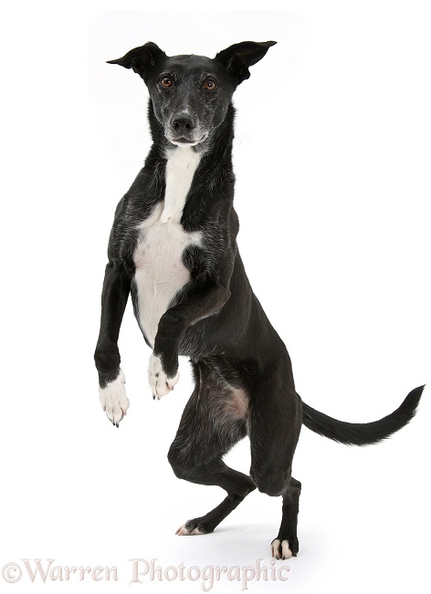 Lurcher standing on hind legs, white background