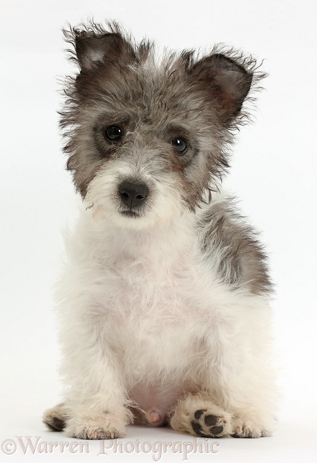 Jack Russell x Westie pup, Mojo, 12 weeks old, sitting, white background