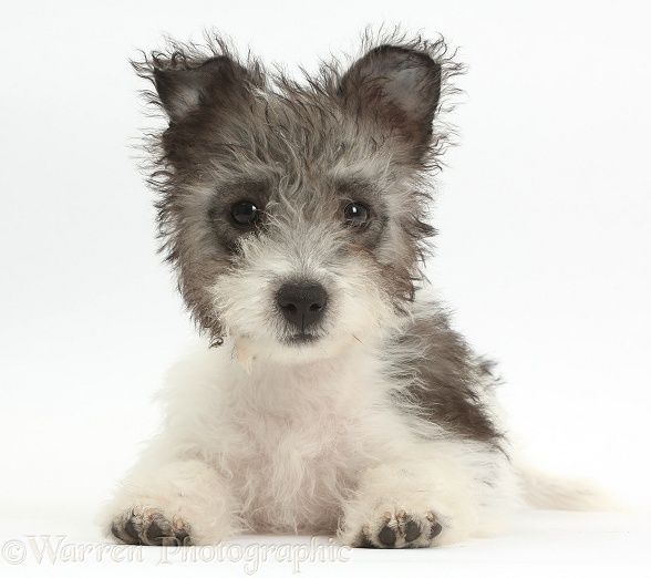 Jack Russell x Westie pup, Mojo, 12 weeks old, lying with head up, white background