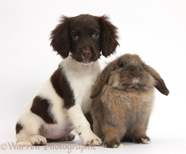 Chocolate-and-white Cocker Spaniel puppy and Lionhead-Lop rabbit, Dibdab, white background
