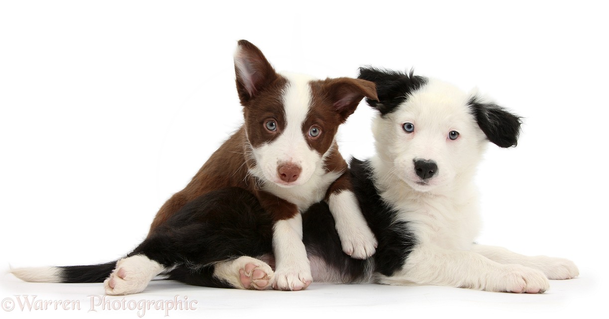 Chocolate and black-and-white Border Collie puppies, white background