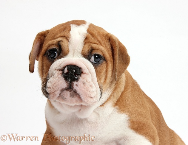 Bulldog puppy portrait, white background