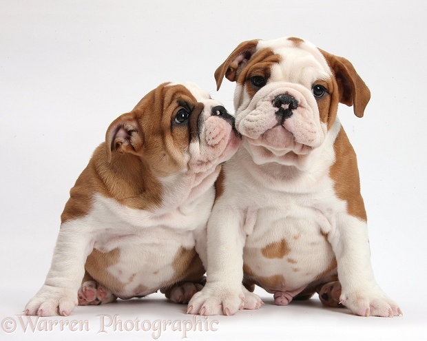 Two bulldog puppies nuzzling, white background