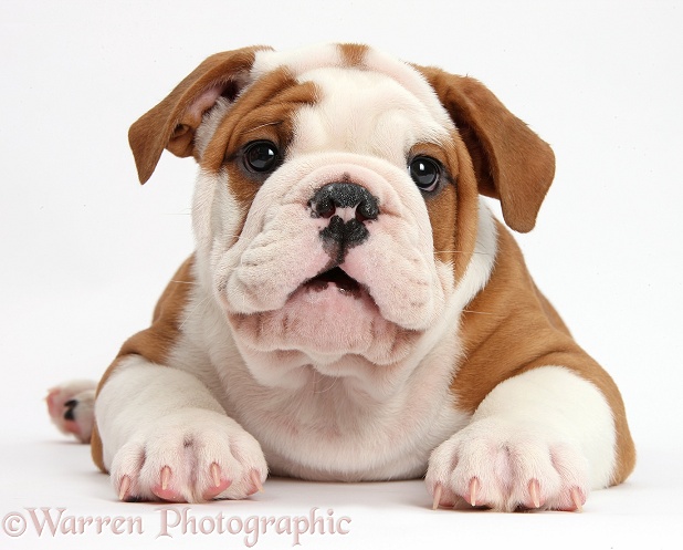 Bulldog puppy lying with head up, white background