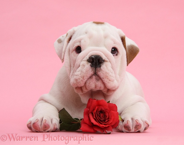 Mostly white Bulldog puppy, with red rose on pink background