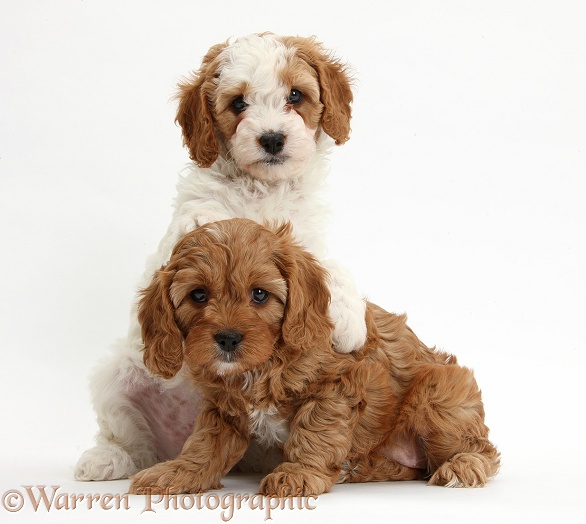 Cute red and red-and-white Cavapoo puppies, 5 weeks old, white background